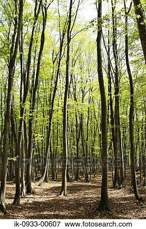 Stock Photo - View of Tree Trunk in Forest. Fotosearch