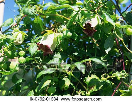 Picture - Vine Carrot Flower Blooming in Autumn. Fotosearch