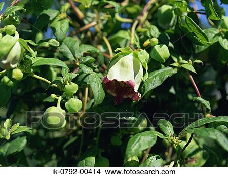 Picture - Vine Carrot Flower Blooming in Summer. Fotosearch