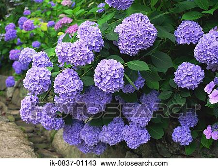 Violet hydrangea blooming View Large Photo Image Stock Image - Violet hydrangea blooming. Fotosearch
