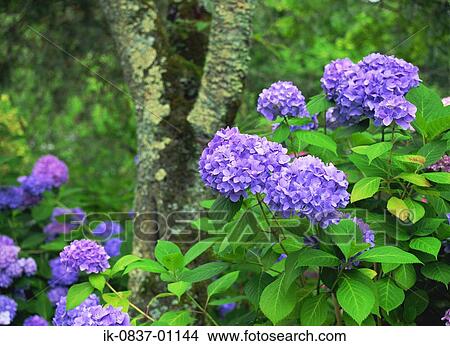 Picture - Violet hydrangea flowers blooming. Fotosearch