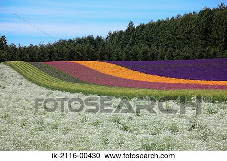 Vivid flowers blooming in a field View Large Photo Image Stock Image - Vivid flowers blooming in a field. Fotosearch