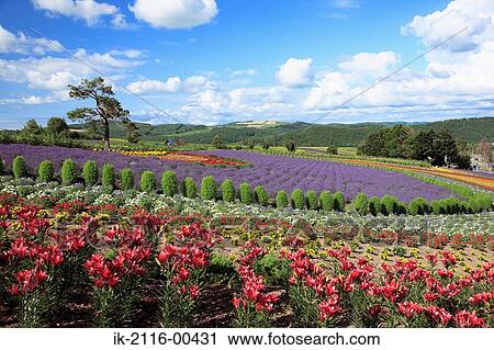 Vivid flowers blooming in farmland View Large Photo Image Stock Image - Vivid flowers blooming in farmland. Fotosearch
