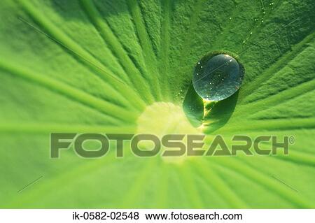Stock Photo - Water drop on Green Leaf. Fotosearch