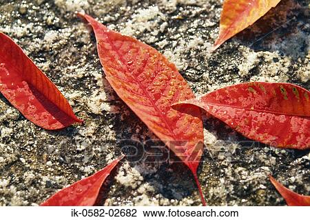 Water Droplets on Autumn Leaves on Ground View Large Photo Image Stock Image - Water Droplets on Autumn Leaves on Ground. Fotosearch