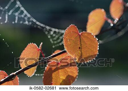 Water Droplets on Autumn Leaves View Large Photo Image Stock Image - Water Droplets on Autumn Leaves. Fotosearch