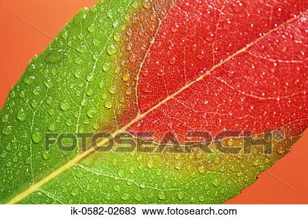 Stock Image - Water Droplets on Autumn Leaves. Fotosearch