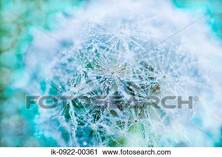 Stock Image - Water Droplets on Flowers. Fotosearch