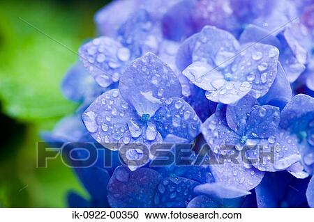 Water Droplets on Hydrangea Flowers View Large Photo Image Stock Image - Water Droplets on Hydrangea Flowers. Fotosearch