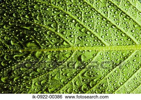 Waterdrop on Green Leaf View Large Photo Image Stock Photograph - Waterdrop on Green Leaf. Fotosearch