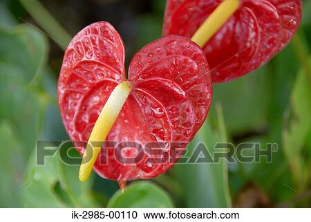 Stock Image - Waterdrops on Anthurium Flower in Autumn. Fotosearch