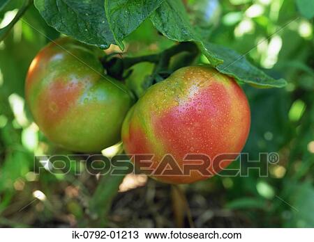 Waterdrops on Unripened Tomatoes View Large Photo Image Stock Image - Waterdrops on Unripened Tomatoes. Fotosearch
