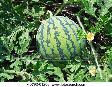 Watermelon in the Field Ready For Harvest View Large Photo Image Stock Photograph - Watermelon in the Field Ready For Harvest. Fotosearch