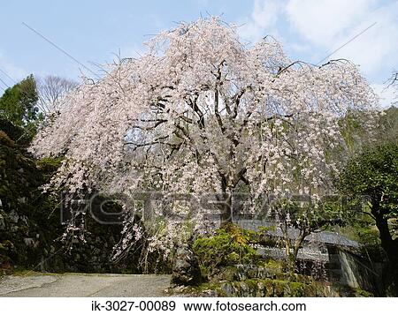 Weeping Cherry Tree Niyodo, Kochi Prefecture View Large Photo Image Stock Photo - Weeping Cherry Tree Niyodo, Kochi Prefecture. Fotosearch