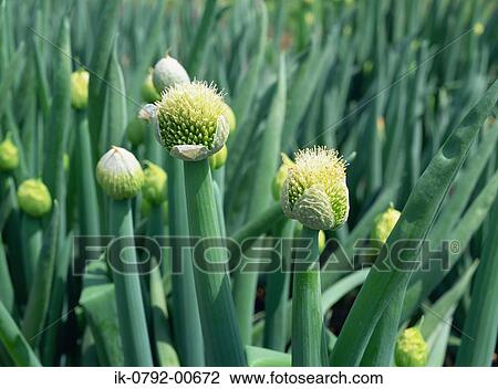 Stock Image - Welsh Onion Plant Growing in Field. Fotosearch