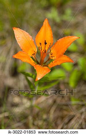 Western Wood Lily Flower Blooming in Summer View Large Photo Image Stock Image - Western Wood Lily Flower Blooming in Summer. Fotosearch