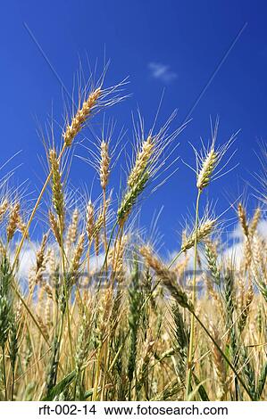 Wheat Fields View Large Photo Image Picture - Wheat Fields. Fotosearch