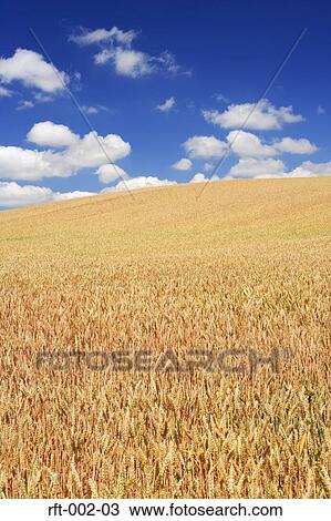Wheat Fields View Large Photo Image Stock Image - Wheat Fields. Fotosearch