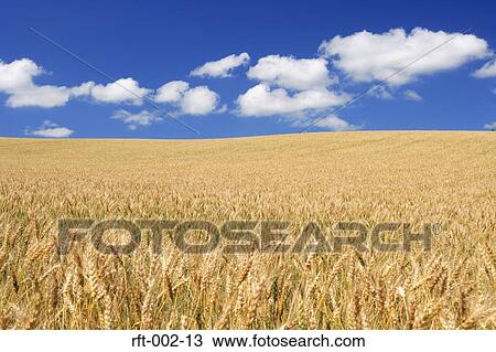 Stock Image - Wheat Fields. Fotosearch
