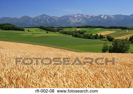 Wheat Fields View Large Photo Image Stock Photo - Wheat Fields. Fotosearch