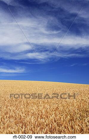 Wheat Fields View Large Photo Image Stock Photo - Wheat Fields. Fotosearch