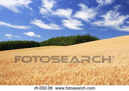 Wheat Fields View Large Photo Image Stock Photograph - Wheat Fields. Fotosearch