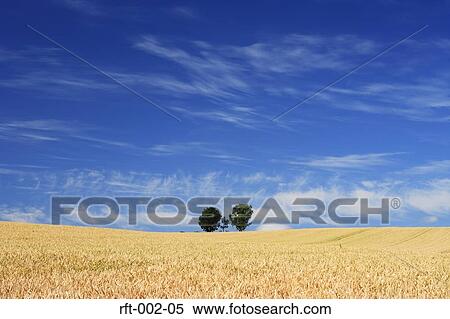 Stock Photography - Wheat Fields. Fotosearch