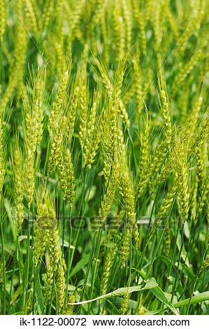 Wheat plants growing in field View Large Photo Image Stock Image - Wheat plants growing in field. Fotosearch