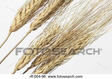 Stock Photograph - Wheat. Fotosearch