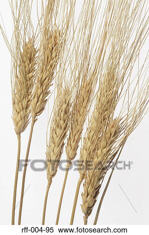 Wheat View Large Photo Image Stock Photography - Wheat. Fotosearch