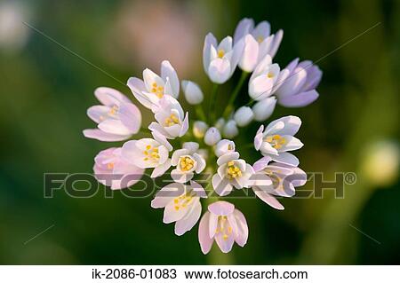 White Allium Flowers View Large Photo Image Stock Image - White Allium Flowers. Fotosearch