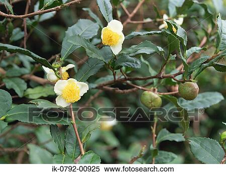 White Blooming Flowers of Tea Plant View Large Photo Image Stock Photography - White Blooming Flowers of Tea Plant. Fotosearch