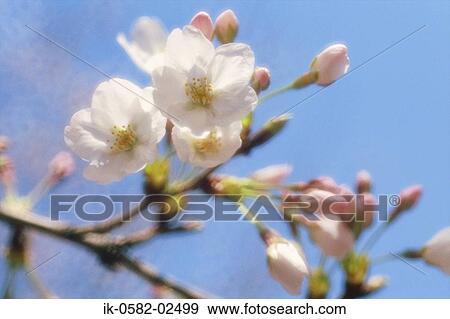 White Cherry Blossom Flowers in Spring View Large Photo Image Stock Photo - White Cherry Blossom Flowers in Spring. Fotosearch
