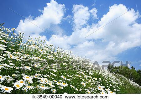 Stock Image - White daisies blooming against cloudy sky. Fotosearch