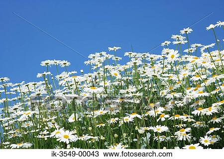 White daisies blooming in field View Large Photo Image Stock Image - White daisies blooming in field. Fotosearch
