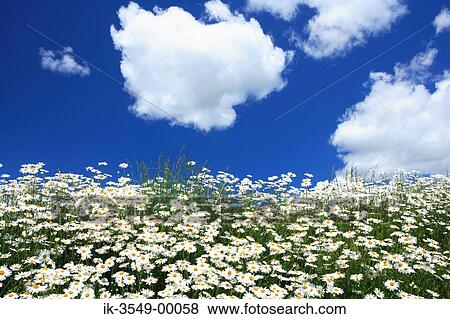 Stock Photo - White daisies growing in springtime. Fotosearch