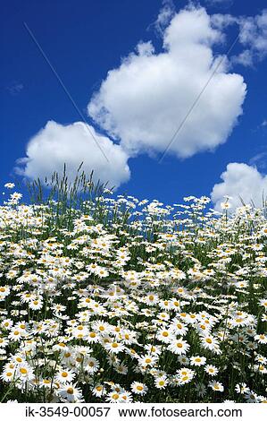 Stock Photo - White daisy flowers blooming. Fotosearch