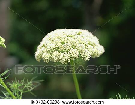 White Flower View Large Photo Image Stock Photo - White Flower. Fotosearch