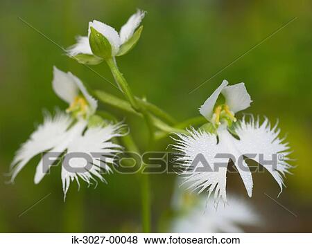 White Flowers Blooming in Summer View Large Photo Image Stock Photo - White Flowers Blooming in Summer. Fotosearch
