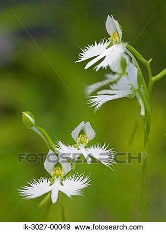 White Flowers Blooming in Summer View Large Photo Image Stock Photo - White Flowers Blooming in Summer. Fotosearch