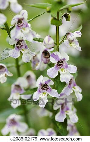 Stock Photo - White flowers blooming. Fotosearch