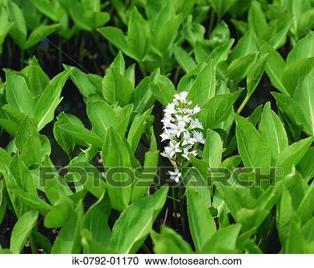 White Flowers of Water Shamrock View Large Photo Image Stock Image - White Flowers of Water Shamrock. Fotosearch