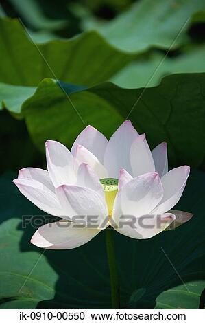 White Lotus View Large Photo Image Stock Image - White Lotus. Fotosearch