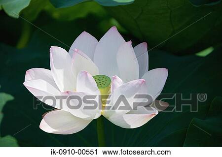 White Lotus View Large Photo Image Stock Image - White Lotus. Fotosearch