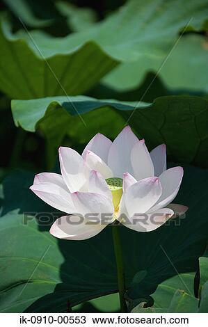 White Lotus View Large Photo Image Stock Image - White Lotus. Fotosearch