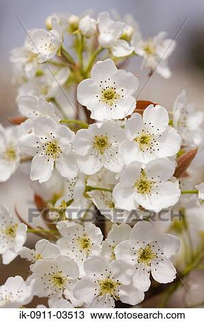 White Pear Flowers View Large Photo Image Stock Image - White Pear Flowers. Fotosearch
