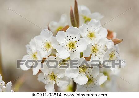 White Pearl Flowers Blooming View Large Photo Image Picture - White Pearl Flowers Blooming. Fotosearch