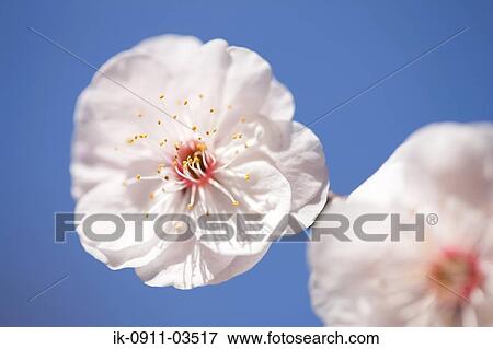 White Plum Flowers Blooming View Large Photo Image Stock Photo - White Plum Flowers Blooming. Fotosearch