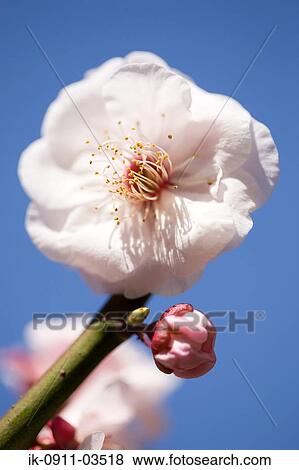 Stock Photo - White Plum Flowers Blooming. Fotosearch
