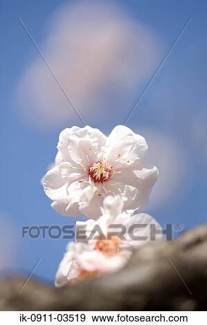 White Plum Flowers View Large Photo Image Stock Photo - White Plum Flowers. Fotosearch